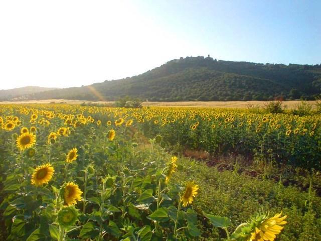 Agriturismo Lupo Vecchio Grosseto Exteriér fotografie